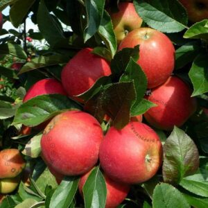 Obstbaum Malus Domestica