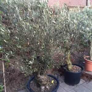 Olivenbaum mit charakteristischem Stamm