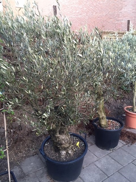 Olivenbaum mit charakteristischem Stamm