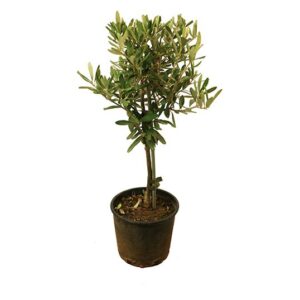 Olivenbaum 15–20 cm Stammdicke